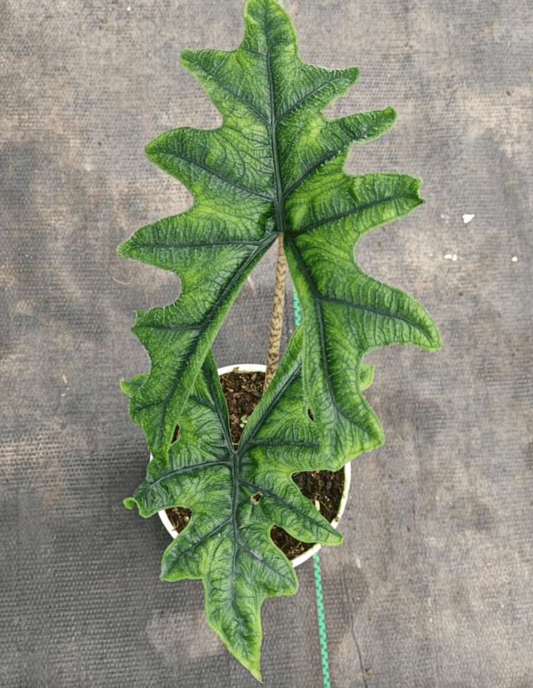 alocasia jacklyn: care